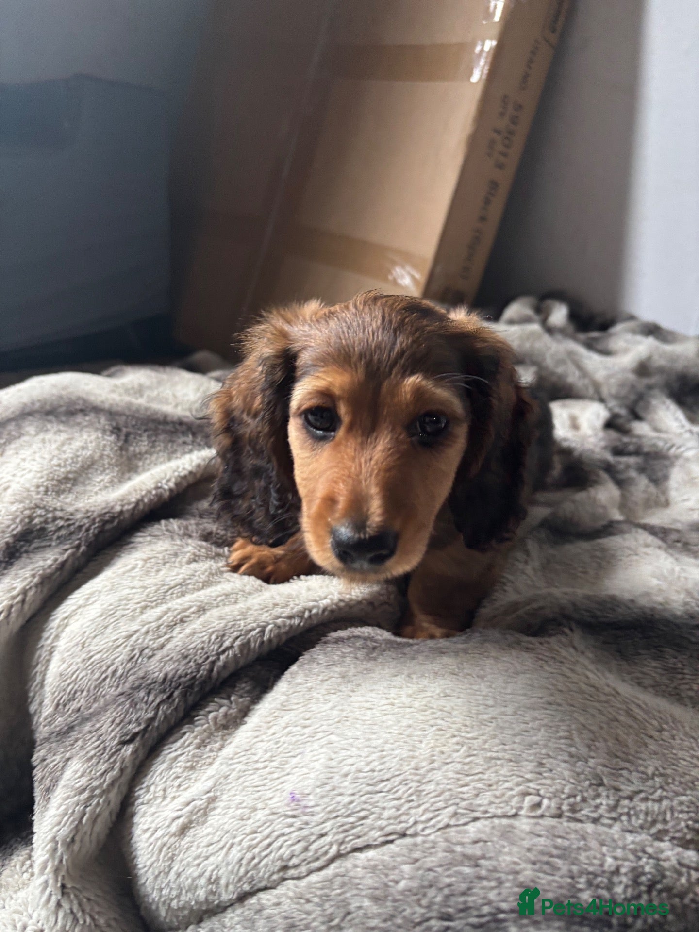 Miniature Dachshund dogs X2 Long haired beautiful, mini dachshunds 🏡 - Advert 7