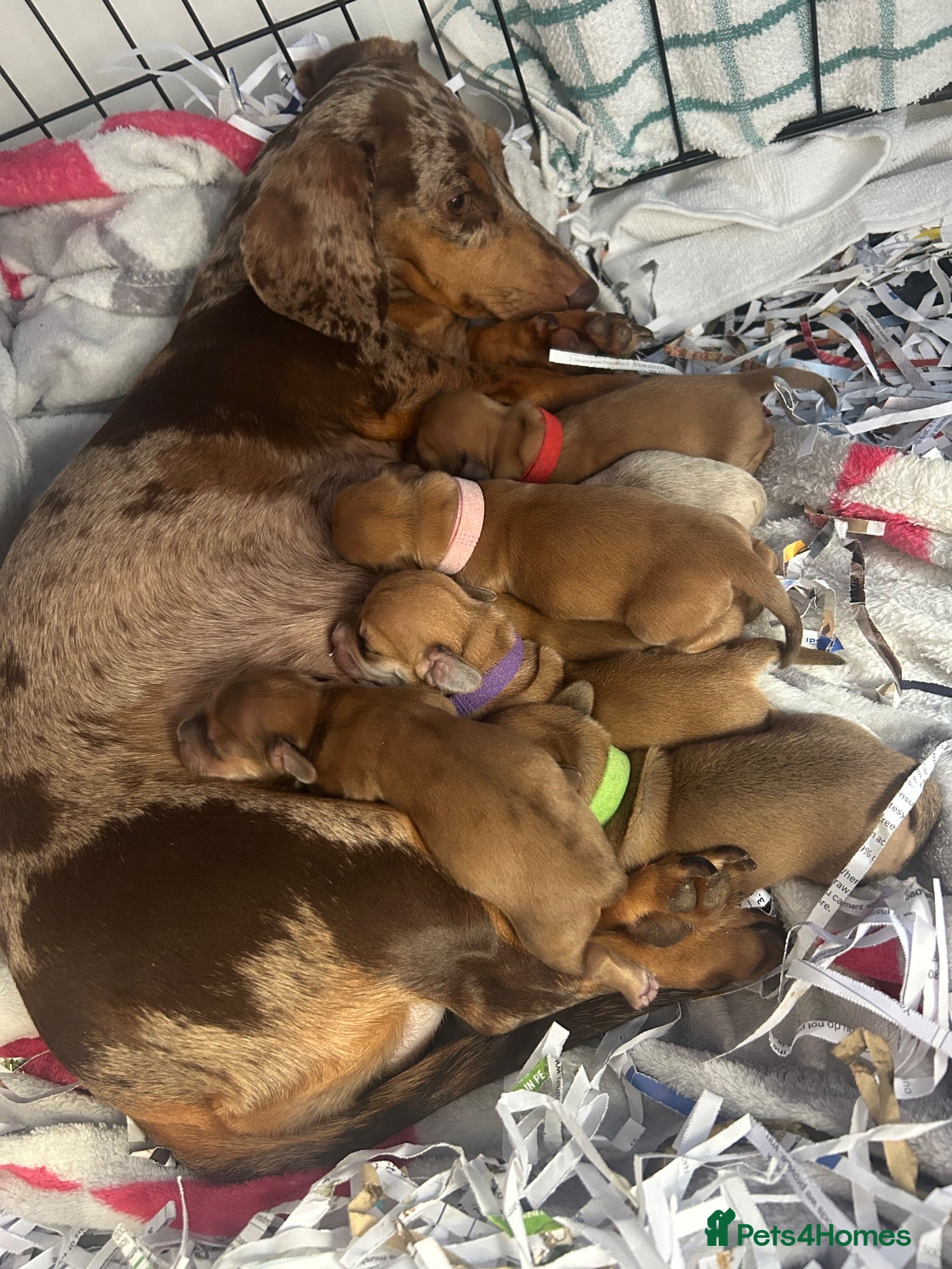 Mixed Breed dogs Mini dachshund cross  - Advert 1