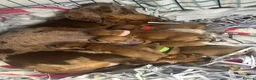 Mixed Breed dogs for sale: Mini dachshund cross  - Advert 1
