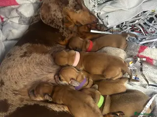 Mixed Breed dogs Mini dachshund cross - Advert 1