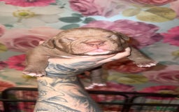 American Bully dogs for sale: American Bully Pups - Image 23