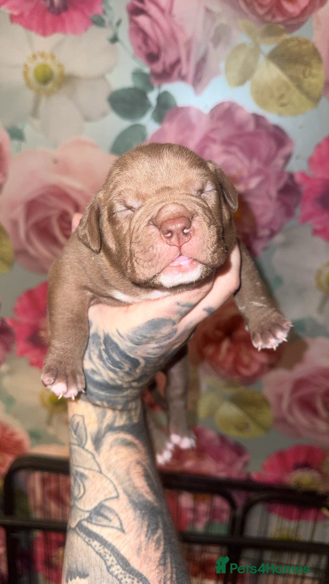 American Bully dogs for sale: American Bully Pups - Image 23