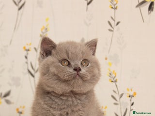 British Shorthair cats 🏆 GCCF Registered British Shorthair Male - Advert 9