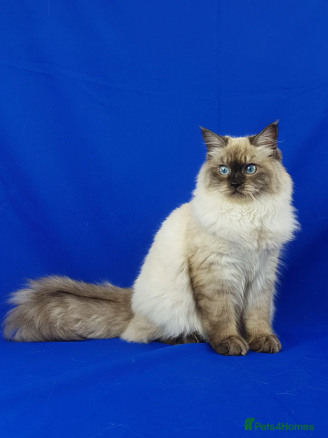 Siberian cats for sale: SIBERIAN NEVA MASQUERADE ADULT FEMALE - Advert 2