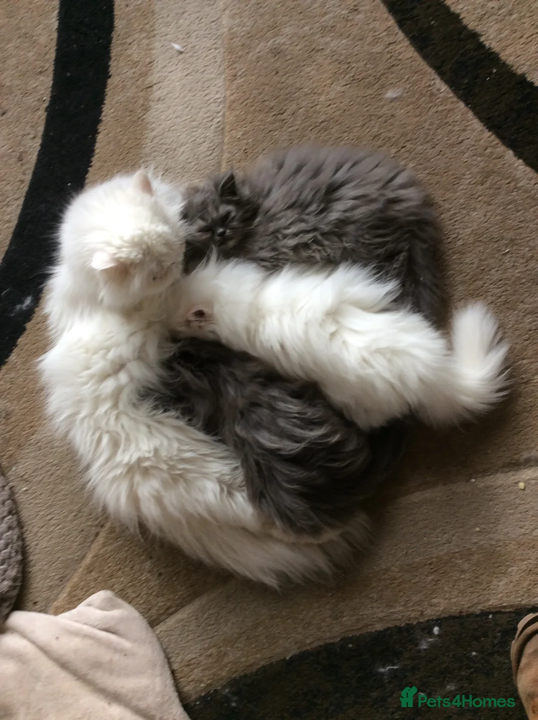 Persian cats for sale: White Persian/Blue Cream Persian Kittens for sale - Advert 6