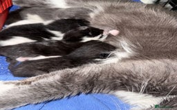 Mixed Breed cats for sale: 4 beautiful kittens for sale  - Image 1