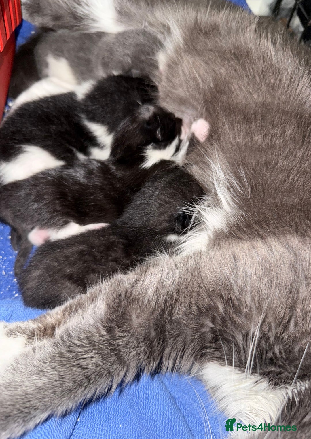 Mixed Breed cats for sale: 4 beautiful kittens for sale  - Image 1