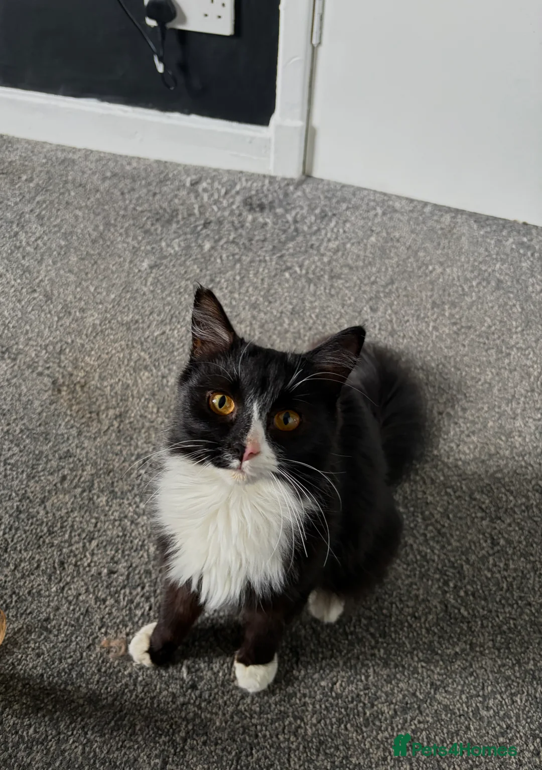 Mixed Breed cats for sale: Foster Ready for New home - Advert 2