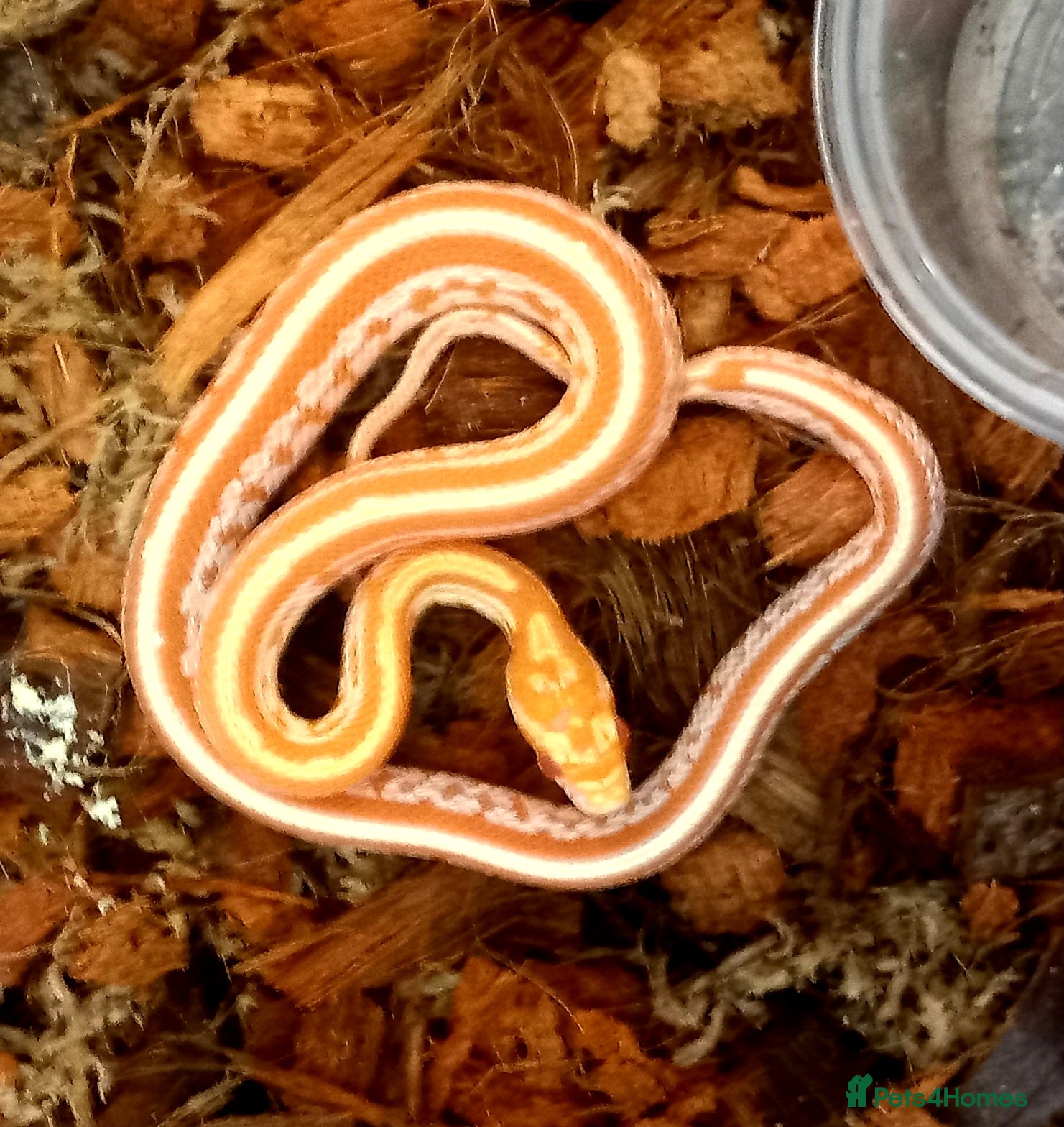 Corn Snake reptiles Cornsnakes forsale males females 2025 hatchlings  - Advert 16