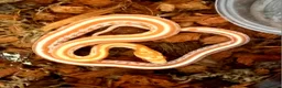Corn Snake reptiles for sale: Cornsnakes forsale males females 2025 hatchlings  - Advert 1