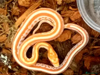 Corn Snake reptiles Cornsnakes forsale males females 2025 hatchlings - Advert 16