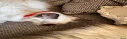 Ragdoll cats for sale: Beautiful ragdoll kittens  - Advert 20