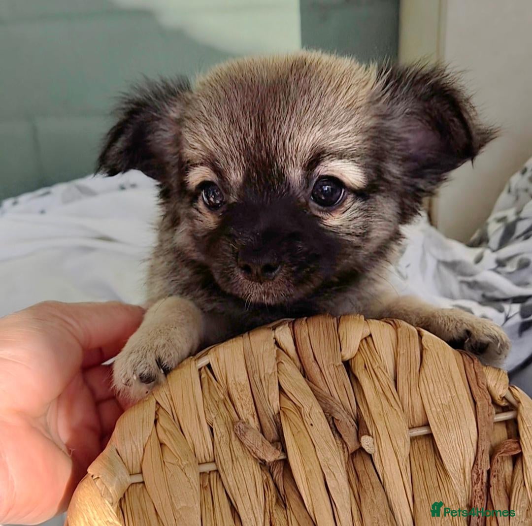 Chihuahua dogs **last boy available**long Coat Chihuahua pup - Advert 13