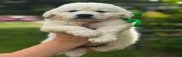Golden Retriever dogs for sale: KC Cream litter from great health tested parents  - Advert 18