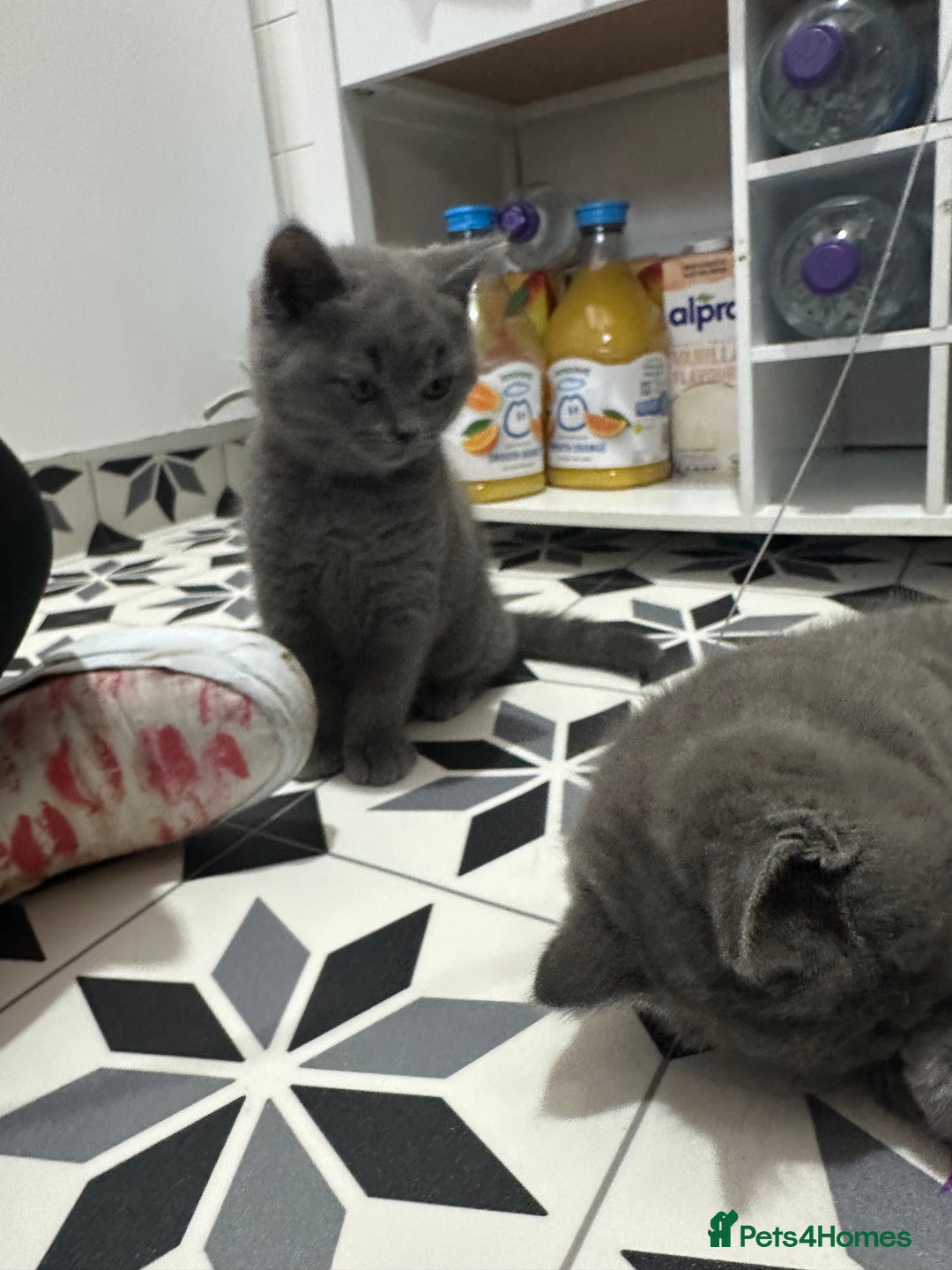 British Shorthair cats for sale: British short hair kittens - Advert 4
