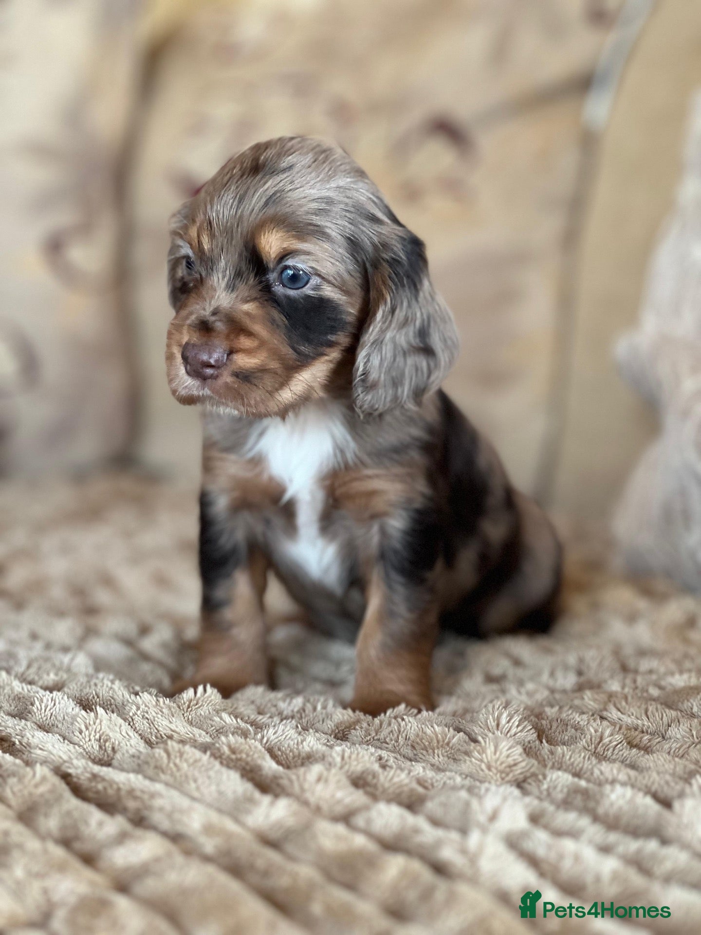 Cocker Spaniel dogs **MERLE** cocker spaniel puppies READY TO GO!!  - Advert 4