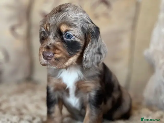 Cocker Spaniel dogs for sale: **MERLE** cocker spaniel puppies READY TO GO!! - Advert 5