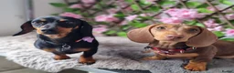 Miniature Dachshund dogs for sale: Miniature Daschund puppies 5 male - Advert 4