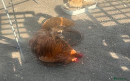 Chickens poultry for sale: Poultry for sale  in Chelmsford - Image 8