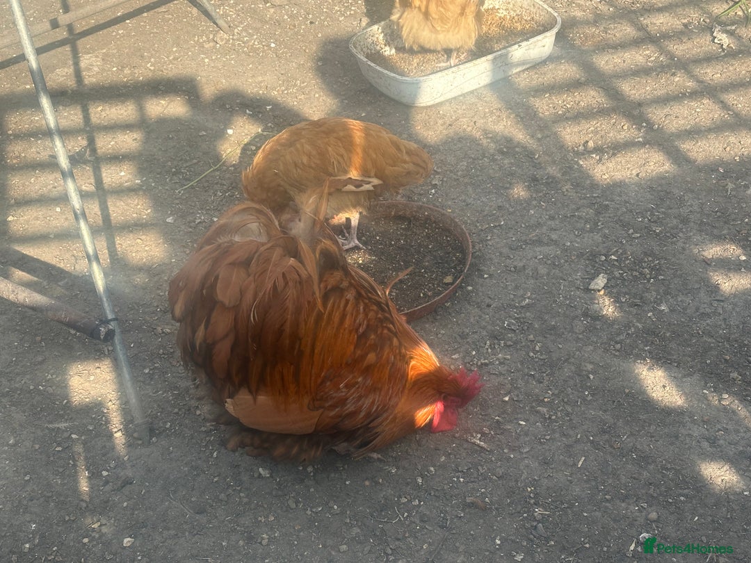 Chickens poultry for sale: Poultry for sale  in Chelmsford - Image 8