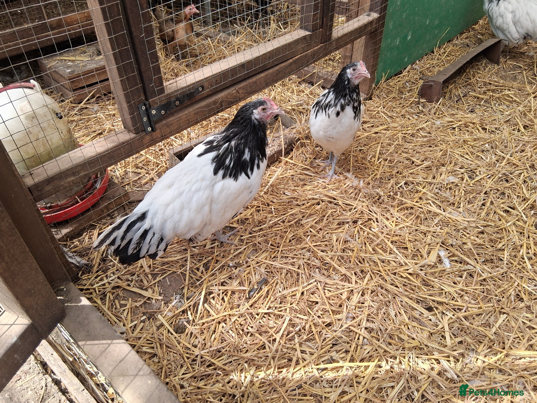 Chickens poultry Lakenvelder bantams  - Advert 1