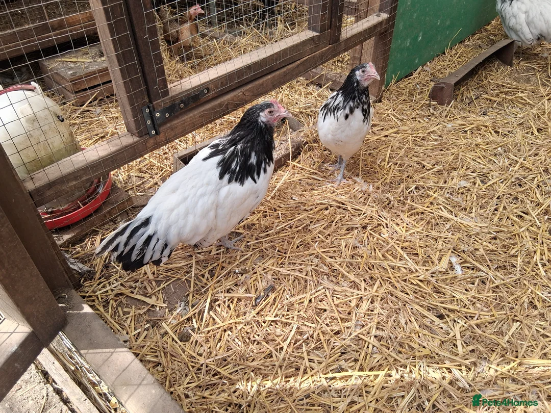 Chickens poultry for sale: Lakenvelder bantams  - Advert 1