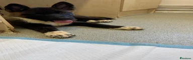 Akita 3