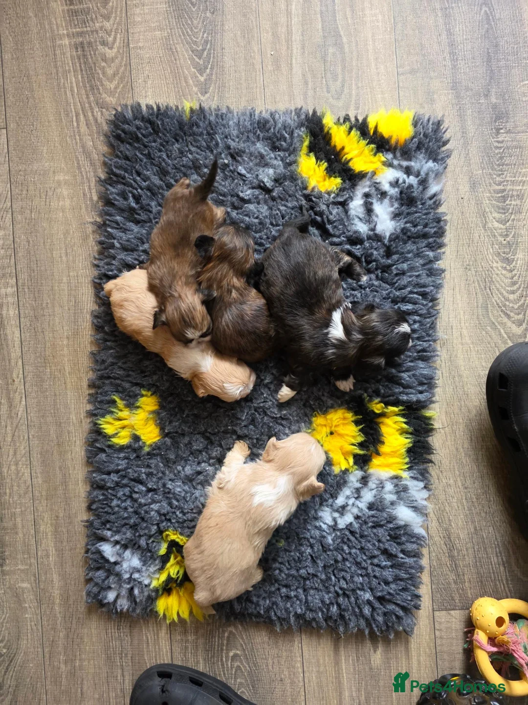 Shih Tzu dogs for sale: Stunning Imperial Shih tzu puppies KC - Advert 1