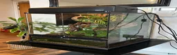 Frog reptiles for sale: BIOACTIVE VIVARIUM FOR SALE - Advert 3