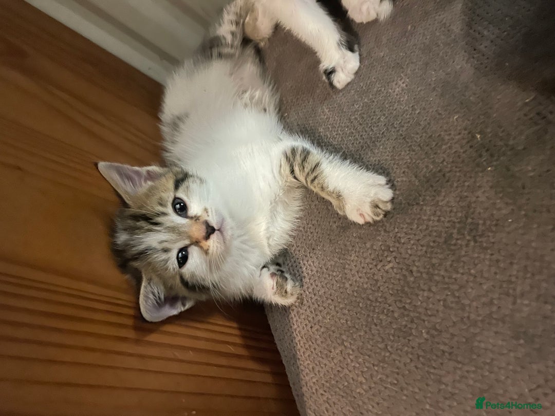 Mixed Breed cats for sale: Kittens looking for forever homes - Advert 2