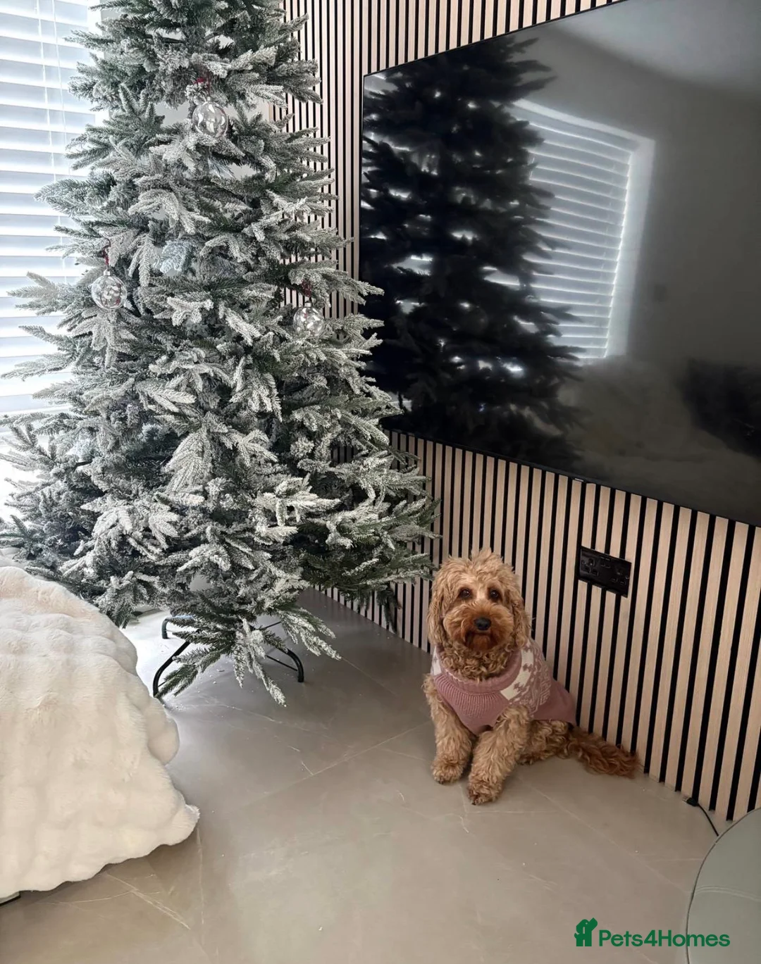 Cockapoo dogs for sale: 🐶 Loving Cockapoo Looking for a New Home 🏡 - Advert 2