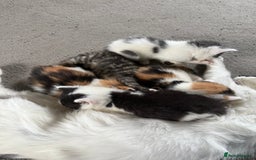 Mixed Breed cats for sale: 🐾 6 Kittens Looking for Forever Homes! 🐾 - Image 10