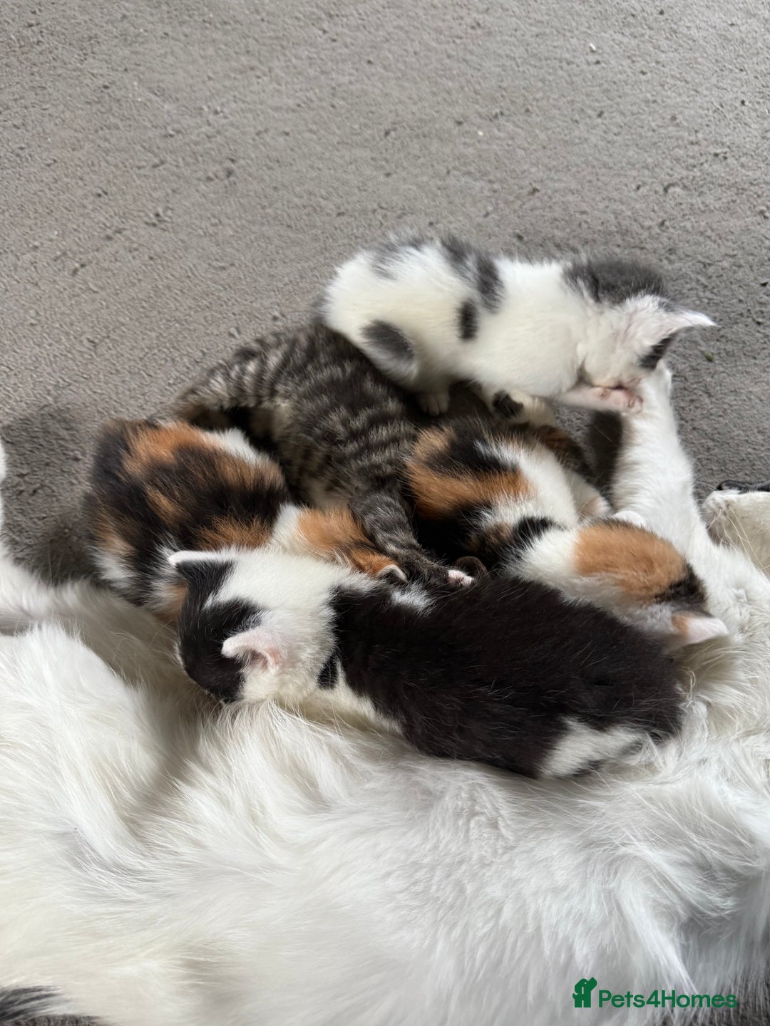Mixed Breed cats for sale: 🐾 6 Kittens Looking for Forever Homes! 🐾 - Image 10