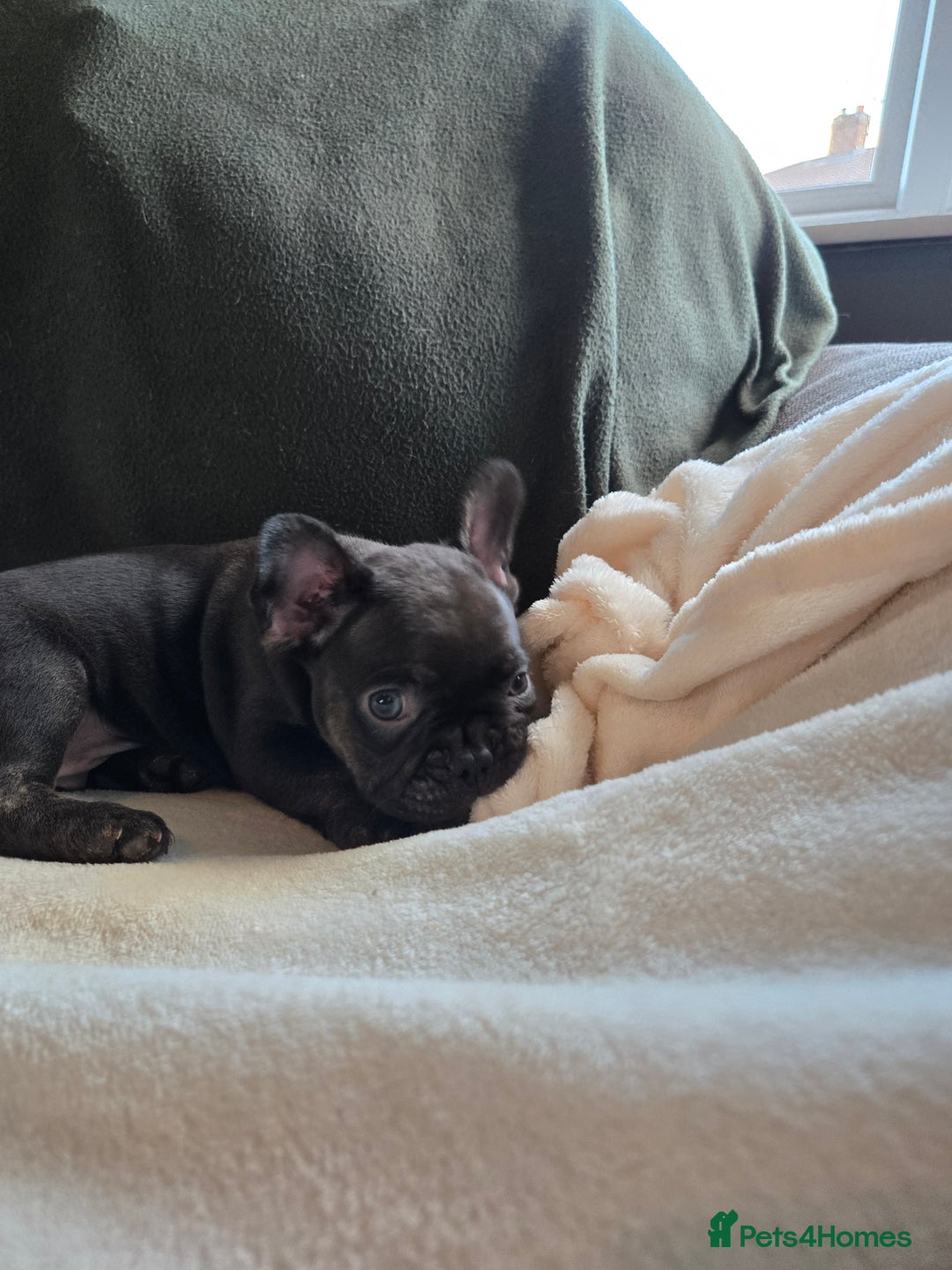 French Bulldog dogs for sale: frenchie pups merle ready now - Image 4