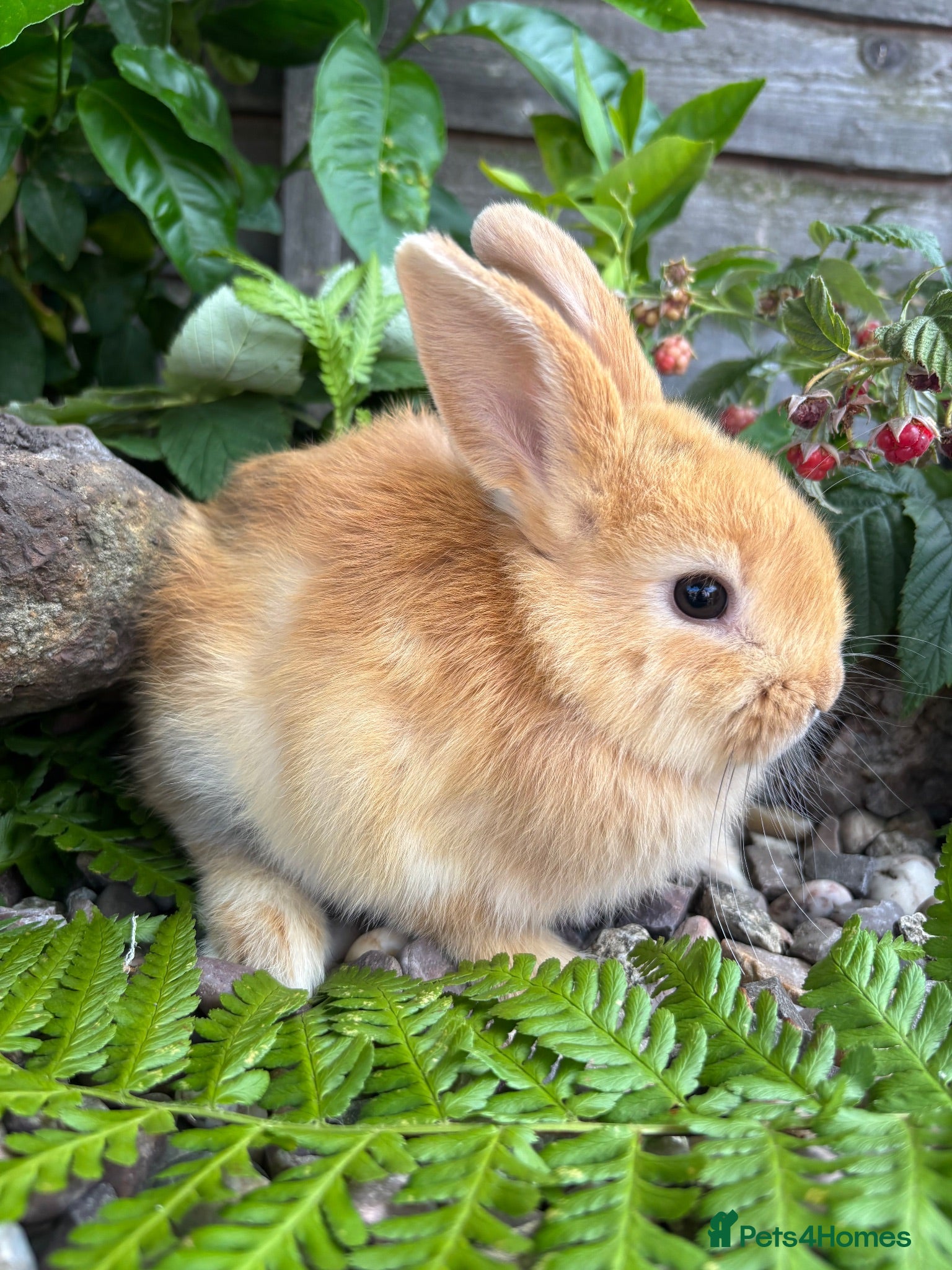 Mixed Breed rabbits netherland dwarf cross - orange / black  - Advert 2