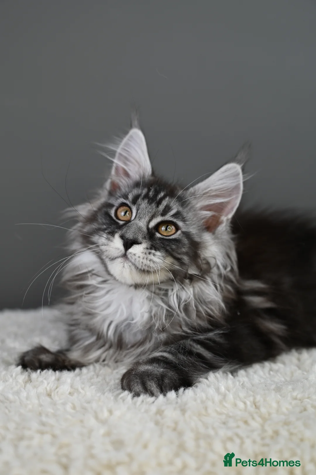 Maine Coon cats for sale: 🧬 STUNNING KITTENS - TICA REGISTERED 🎖️ - Advert 37