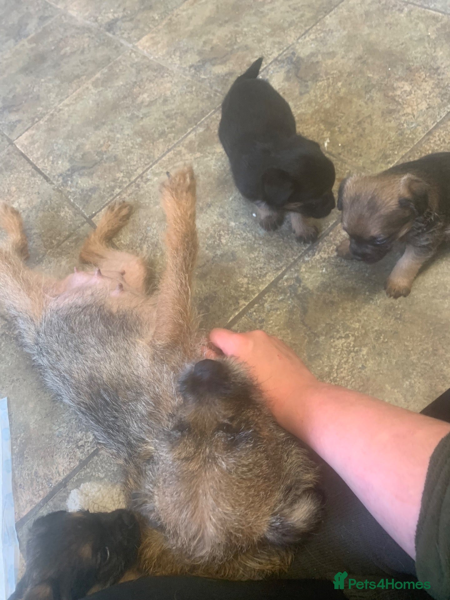 Border Terrier dogs KC reg border terrier puppies  - Advert 2