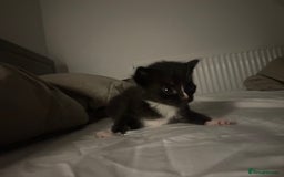 Mixed Breed cats for sale: Beautiful fluffy kittens - Image 6