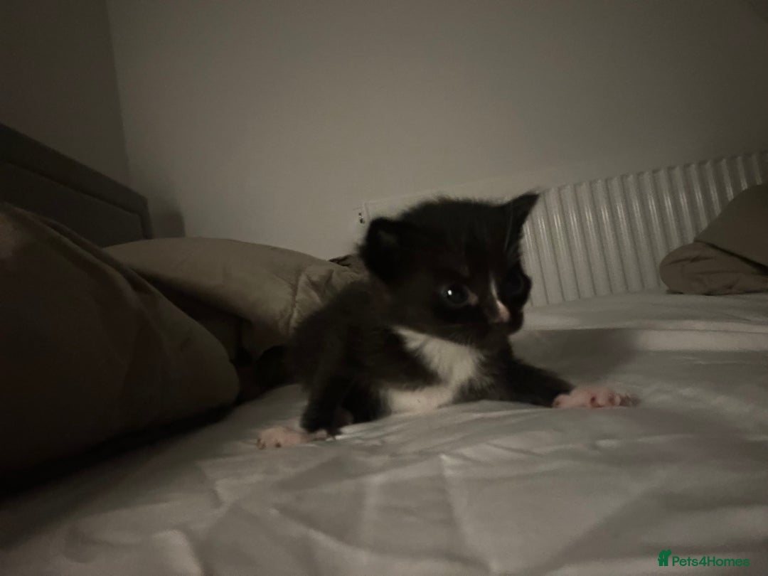 Mixed Breed cats for sale: Beautiful fluffy kittens - Image 6