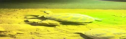 Tortoise reptiles for sale: Horsefield tortoises  in Stoke-on-Trent - Advert 9