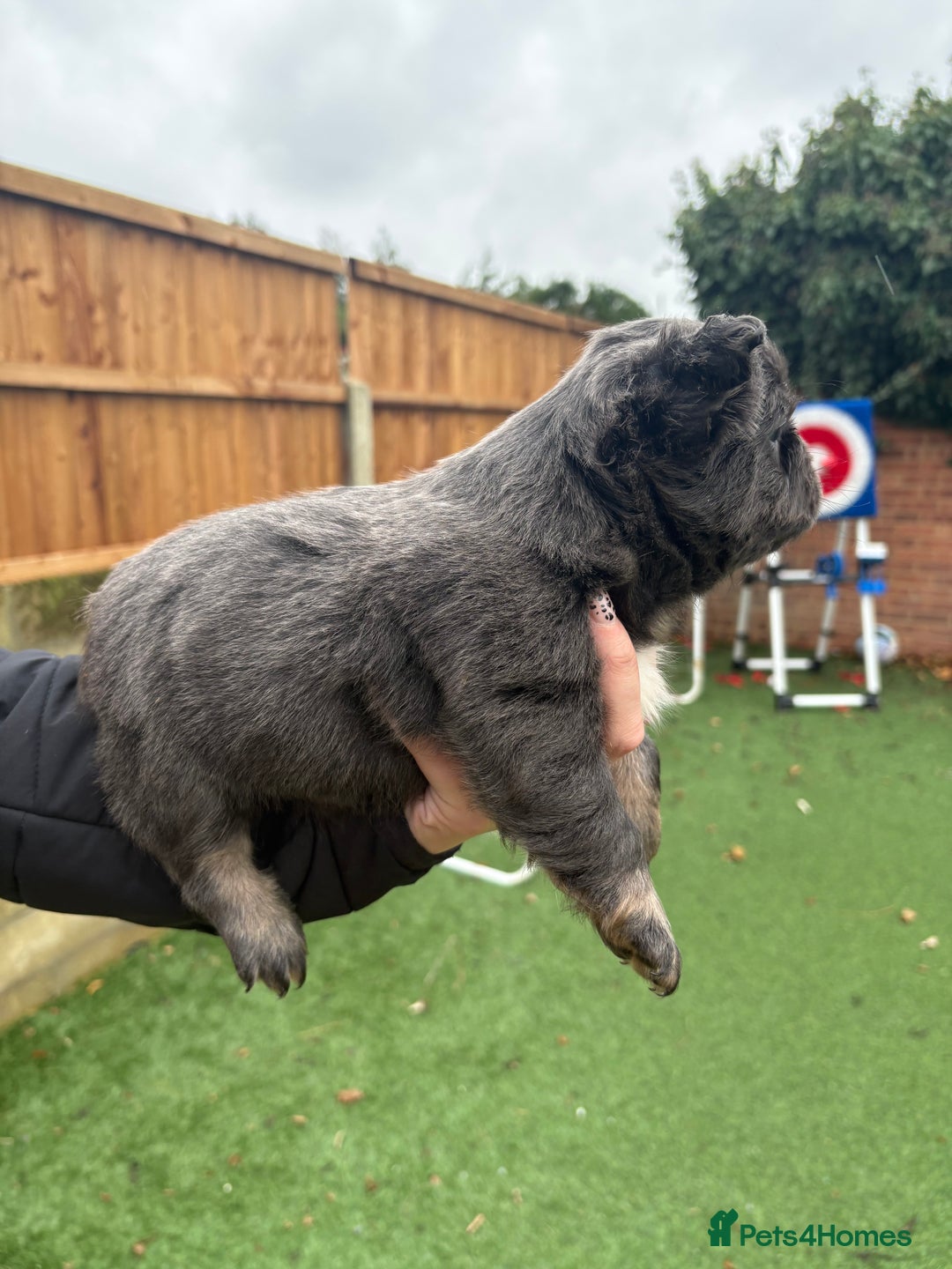 French Bulldog dogs for sale: French Bulldog Puppys - Advert 8