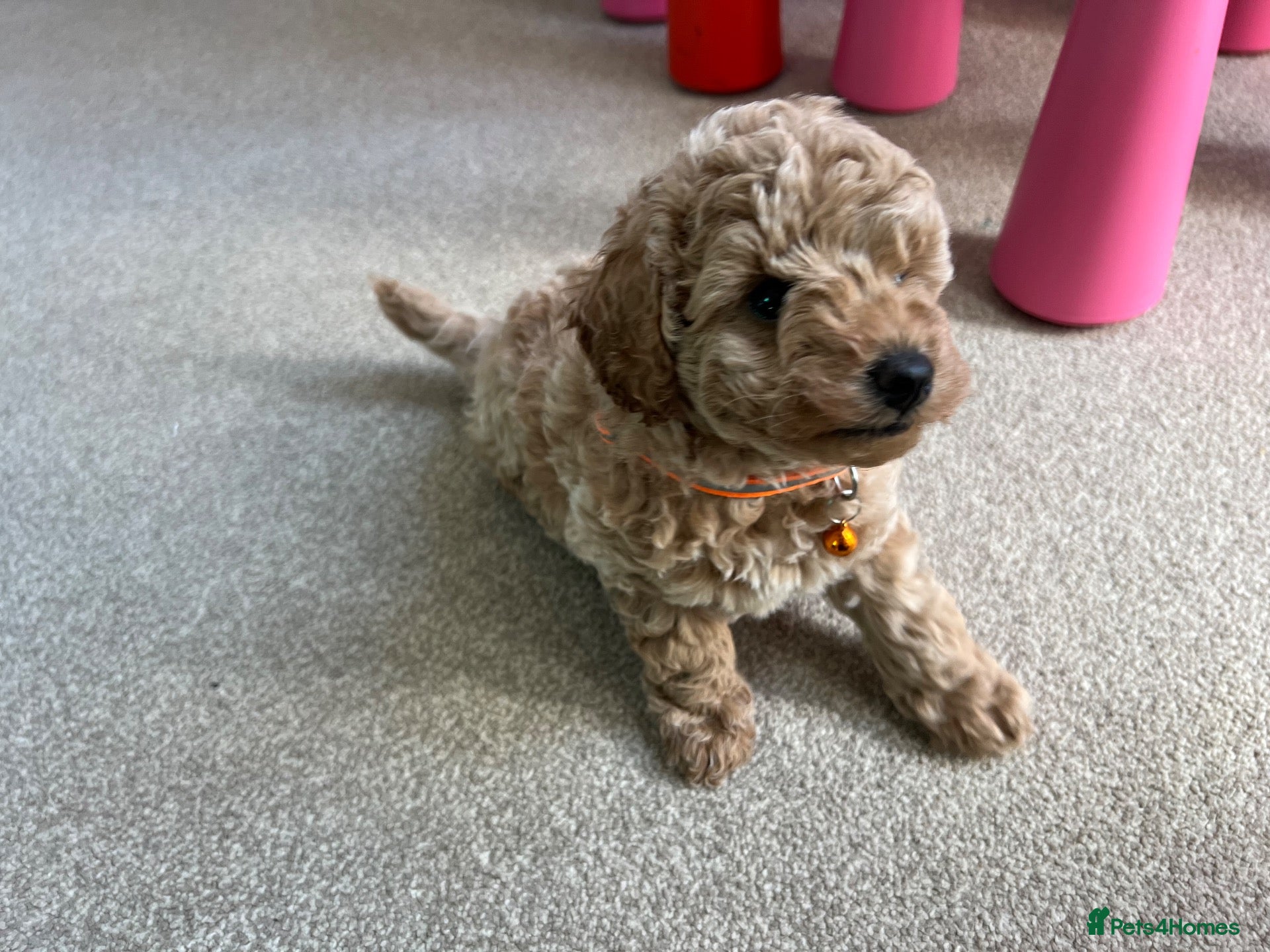 Toy Poodle dogs Gorgeous Toy Poodle Looking for Their Forever Home - Advert 2