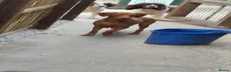 Mixed Breed dogs for sale: Beautiful Cockzler Puppies  - Advert 11