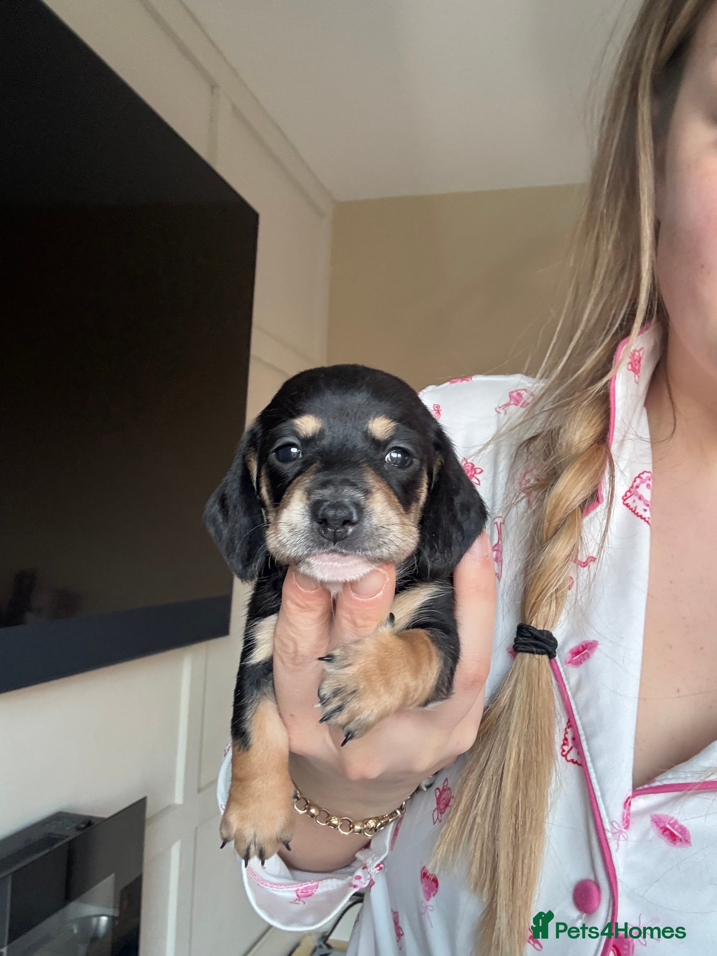 Miniature Dachshund dogs Last Black and cream gorgeous miniature dachshund! - Advert 6