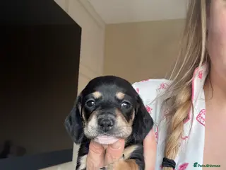 Miniature Dachshund dogs Gorgeous miniature dachshund! Reduced! Last one! - Advert 6