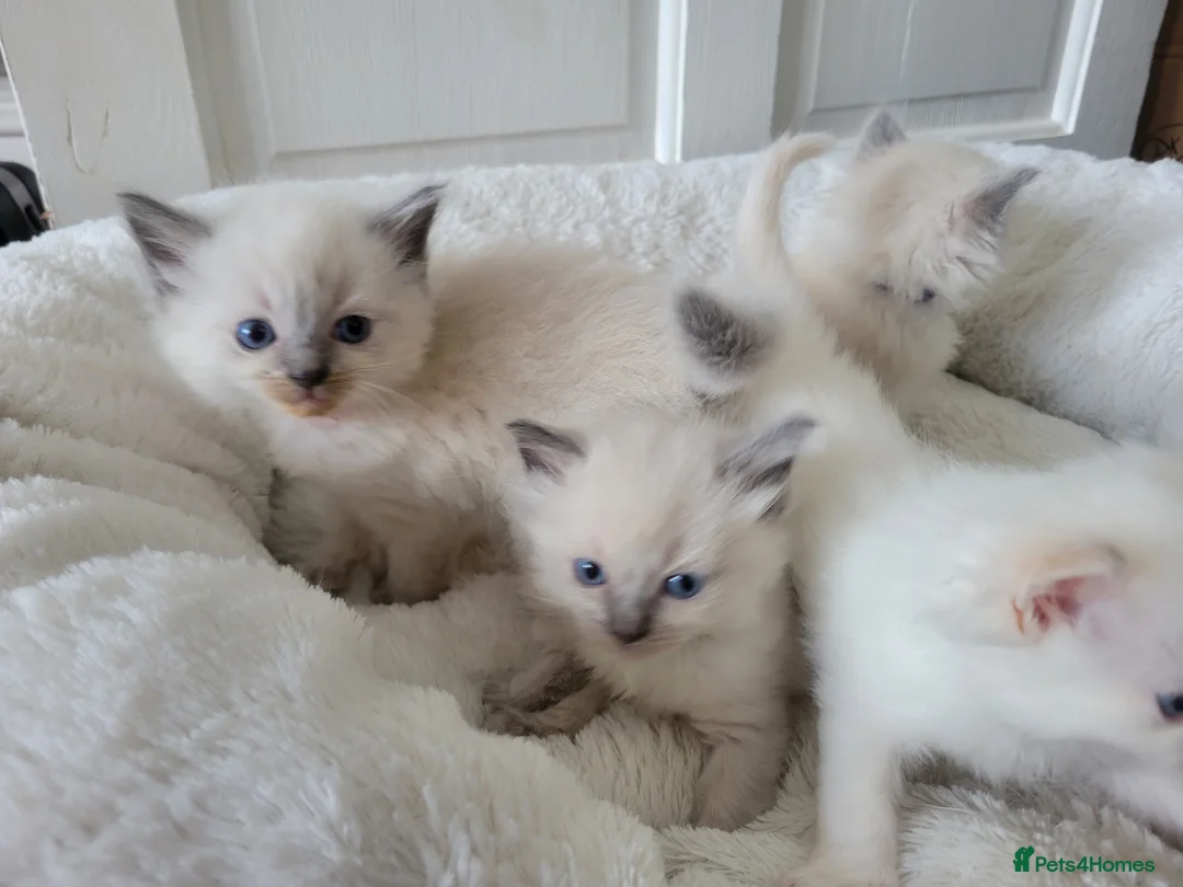 Ragdoll cats for sale: 4 Adorable Ragdoll Kittens - Advert 1