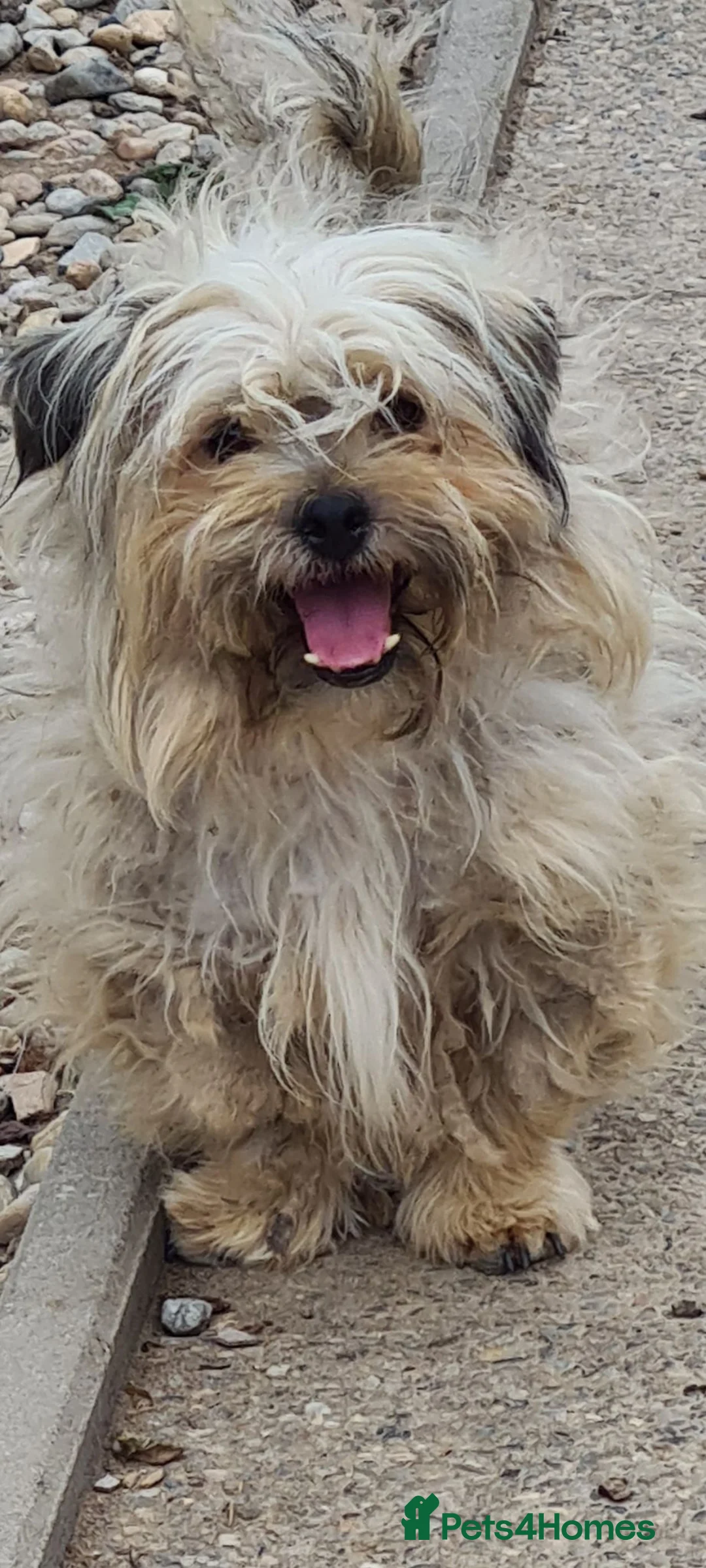 Shih Tzu dogs for adoption: Mrs Mop 6kg - Advert 2