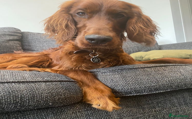 Irish Setter dogs - Advert 1