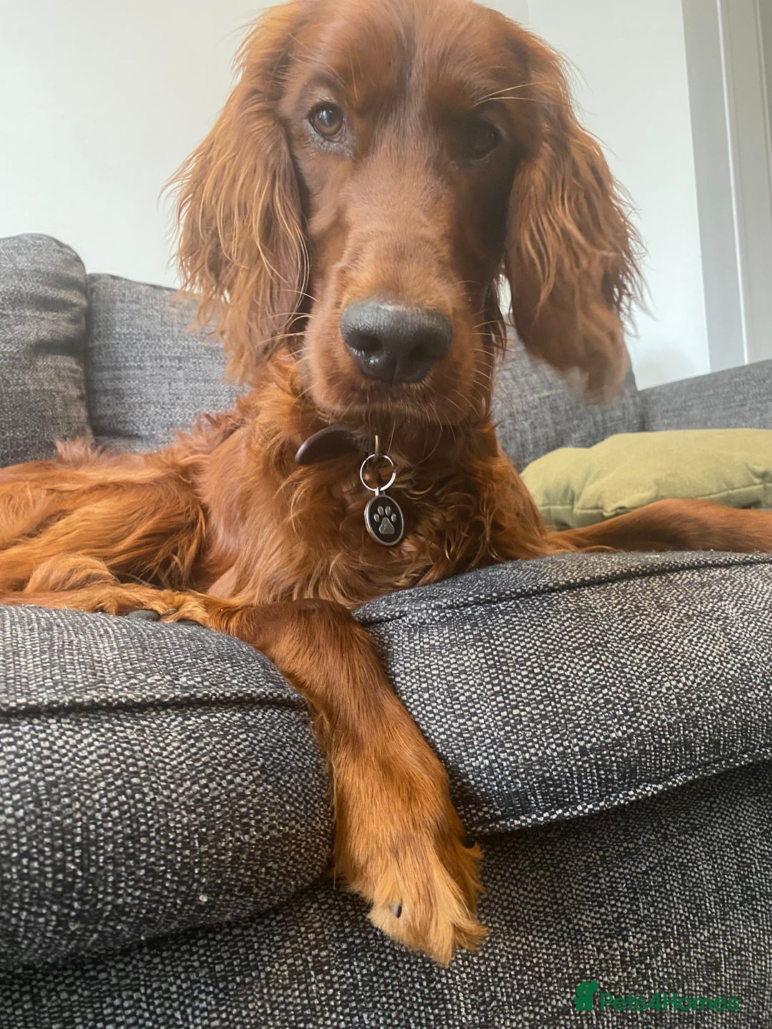Irish Setter dogs for sale: Male Irish Red Setter 1 year old KC Reg - Image 1
