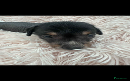 Dachshund dogs for sale: unique dachshund cross hairless Chines crested  - Image 6